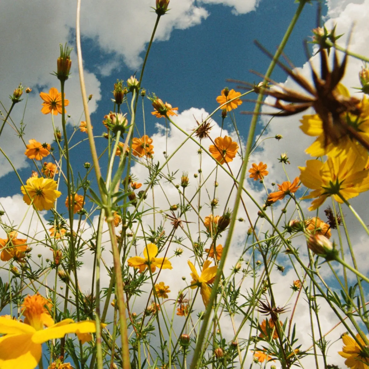 Tasha - You Are Spring! artwork